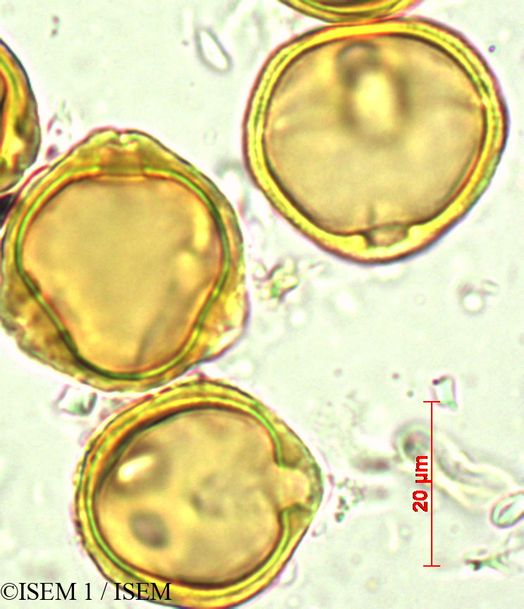 ISEM 1/Dodonaea_viscosa_29424/Dodonaea_viscosa_29424_0002(copy).jpg